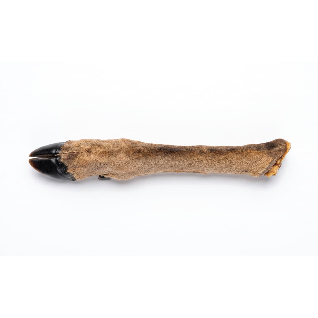 Deer Leg With Hair