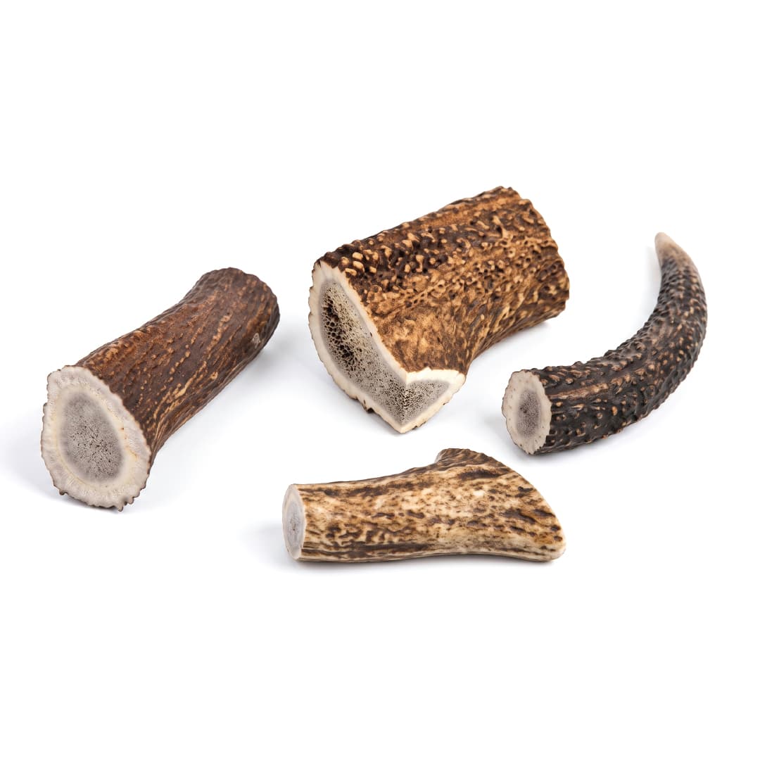 Deer Antler
