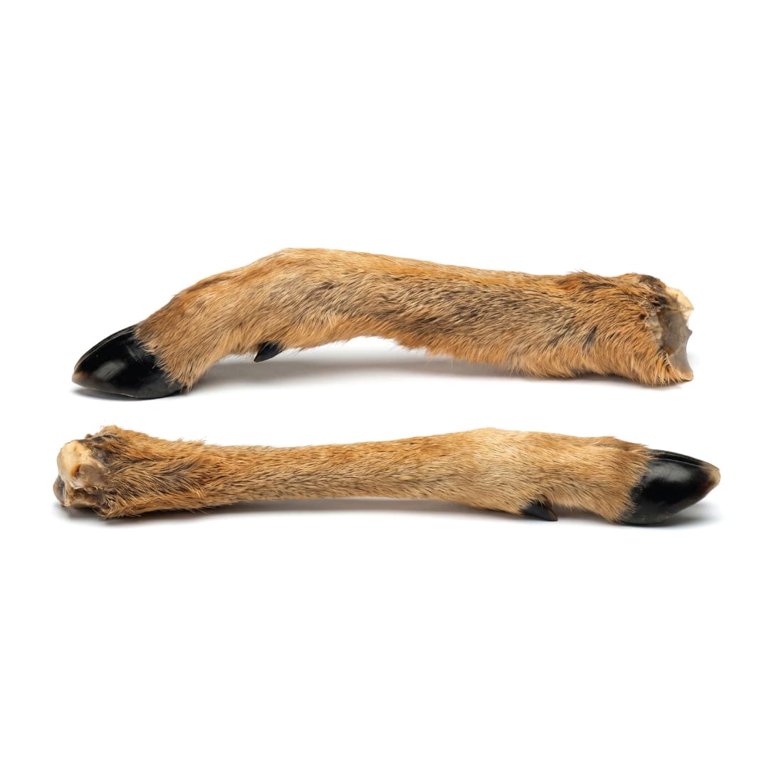 Doe Leg With Hair